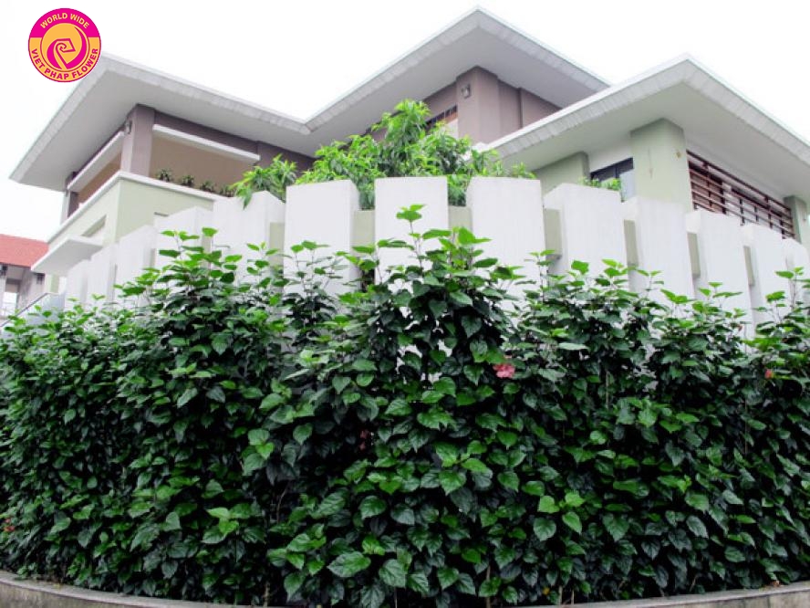 Xây một hàng rào bao quanh vườn để giảm tiếng ồn và ô nhiễm không khí