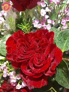 Hoa hồng Ecuador – Loài hoa kiêu sa cuốn hút phái nữ