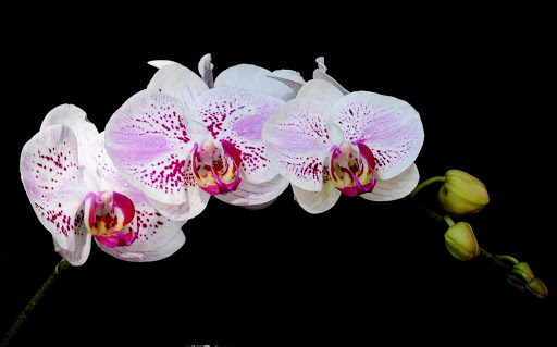 Có những loài hoa tuyệt đẹp gắn bó với đất nước và con người Việt Nam