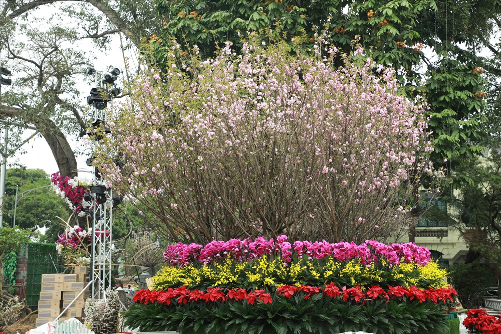 Lễ hội hoa anh đào 2019: Hàng trăm loài hoa khoe sắc rực rỡ