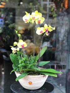 Cùng nhìn ngắm vẻ đẹp của những mẫu lan hồ điệp mới nhất trong tuần