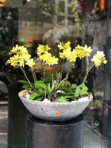Cùng nhìn ngắm vẻ đẹp của những mẫu lan hồ điệp mới nhất trong tuần