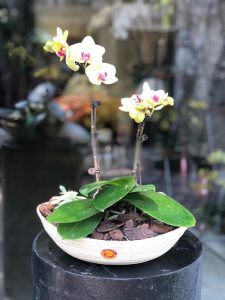 Cùng nhìn ngắm vẻ đẹp của những mẫu lan hồ điệp mới nhất trong tuần