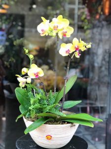 Cùng nhìn ngắm vẻ đẹp của những mẫu lan hồ điệp mới nhất trong tuần