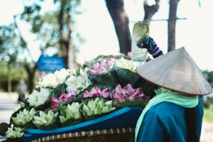 Những loài hoa tháng 6 rực rỡ gọi hè về giữa lòng thủ đô