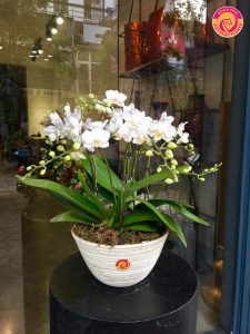 Hoa Việt Pháp - Địa chỉ tin cậy cho nhu cầu hoa khai trương, sự kiện