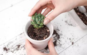 Tiểu cảnh sen đá: Xu hướng mới trong trang trí nội thất