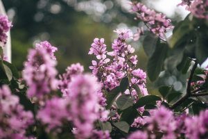 Vương vấn những sắc hoa cuối hè
