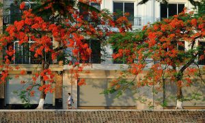 Vương vấn những sắc hoa cuối hè