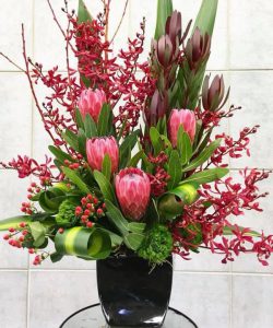 Hoa thảo đường Protea Venus: Vẻ đẹp gai góc của loài hoa Nam Phi