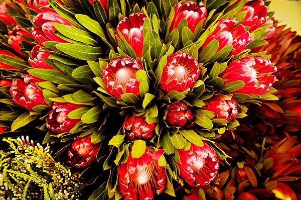 Hoa thảo đường Protea Venus: Vẻ đẹp gai góc của loài hoa Nam Phi