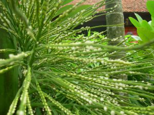 Một thoáng hương cau mang quê nhà vào lòng phố thị