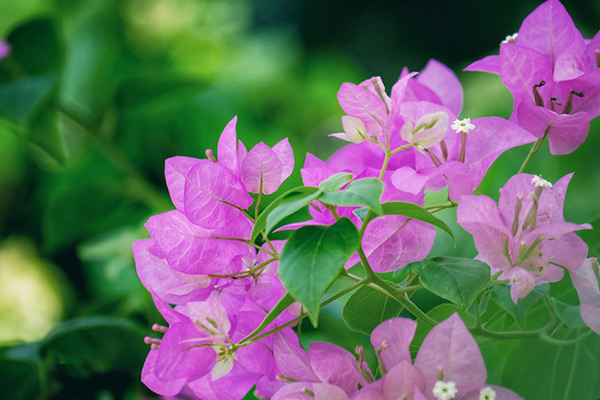 Những giàn hoa giấy tháng 8 đẹp nên thơ tươi tắn chào thu Hà Nội