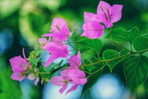 Những giàn hoa giấy tháng 8 đẹp nên thơ tươi tắn chào thu Hà Nội