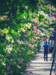 Những giàn hoa giấy tháng 8 đẹp nên thơ tươi tắn chào thu Hà Nội