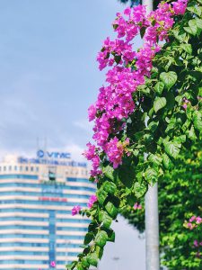 Những giàn hoa giấy tháng 8 đẹp nên thơ tươi tắn chào thu Hà Nội