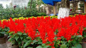 Các loài hoa xinh đẹp đua nhau khoe sắc những ngày Hà Nội chớm thu