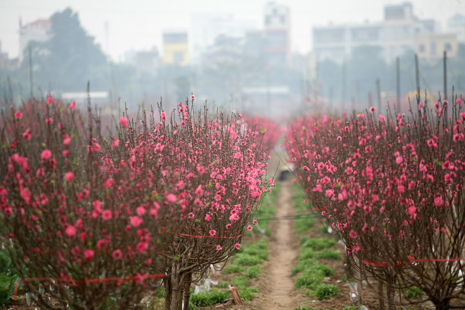 Mùa xuân gõ cửa trong sự nhộn nhịp của các làng hoa Tết ven Hà Nội