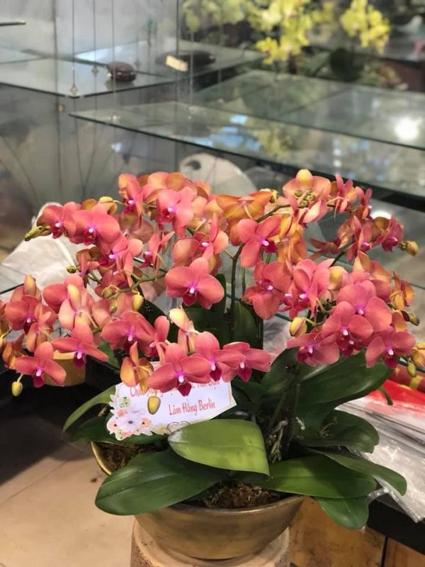 Hoa Việt Pháp khai trương thêm một cửa hàng hoa tươi tại Trung Tự 