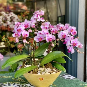 hoa lan hồ điệp flower orchid