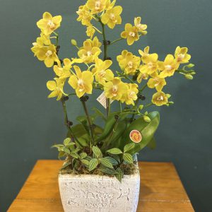hoa lan hồ điệp flower orchid