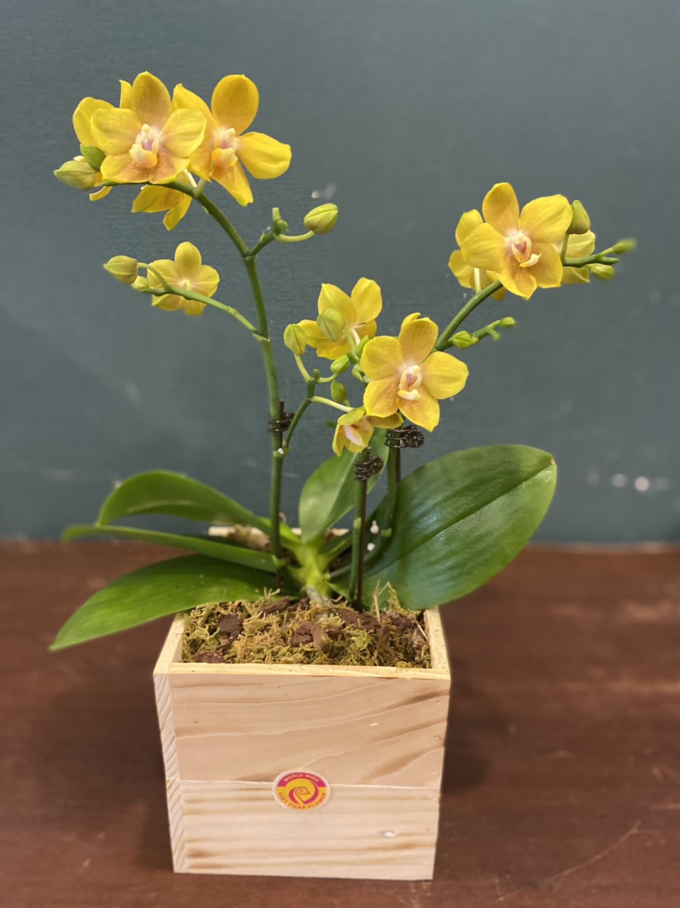 Hoa lan hồ điệp flower orchid
