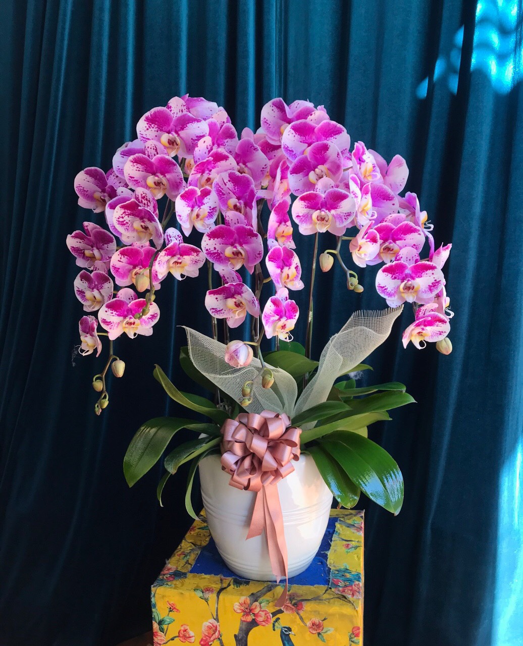lan hồ điệp flower orchid