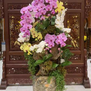 Lan hồ điệp