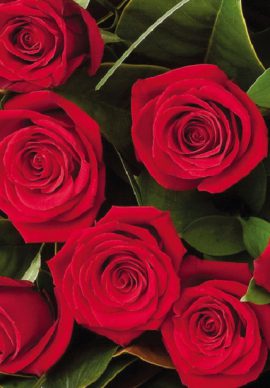 Switzerland 12 medium stem roses VPB 2770