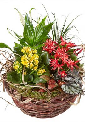 Switzerland indoor plants in basket VPB 2294