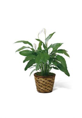 USA Spathiphyllum VPC 2107