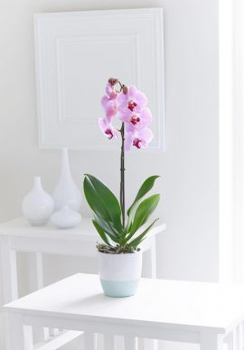 United Kingdom Pink Phalaenopsis Orchid VPC 1508