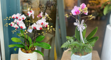 5 lý do hoa lan hồ điệp mini được ưa chuộng, mua nhiều